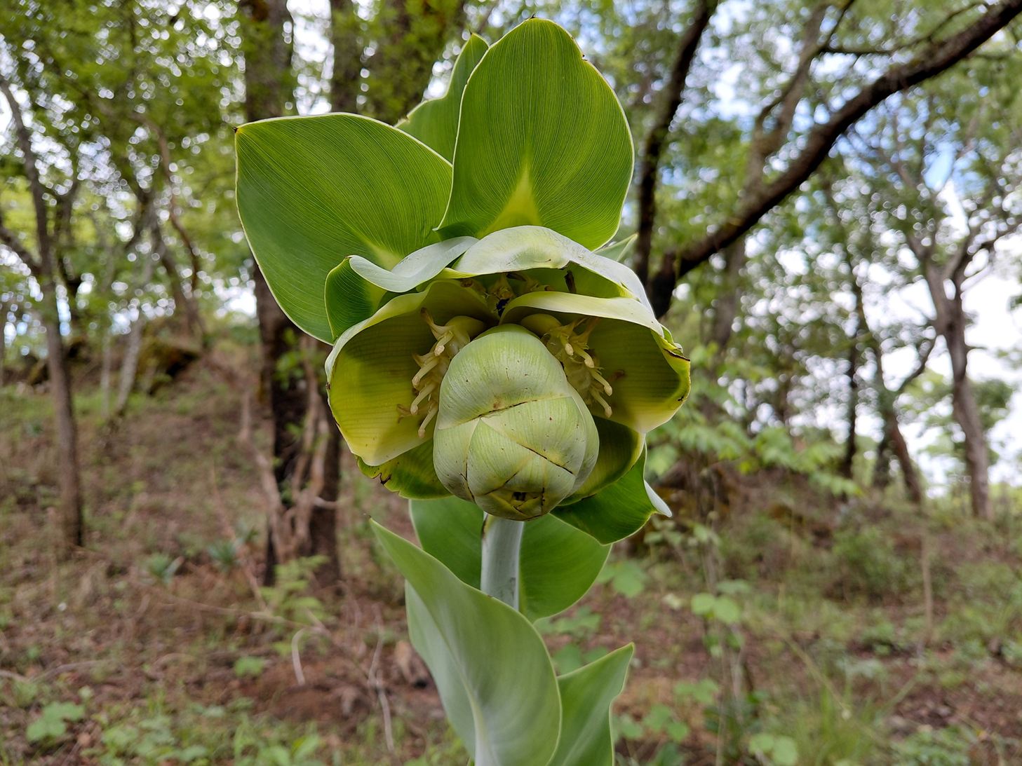 Ensete homblei Ensete homblei