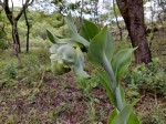 Ensete homblei