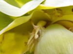 Ensete homblei