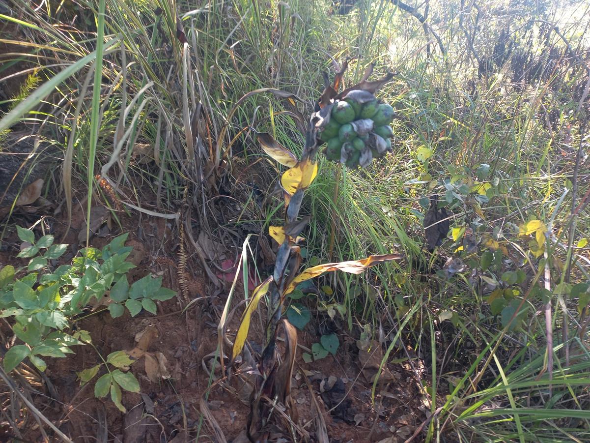 Ensete homblei Ensete homblei