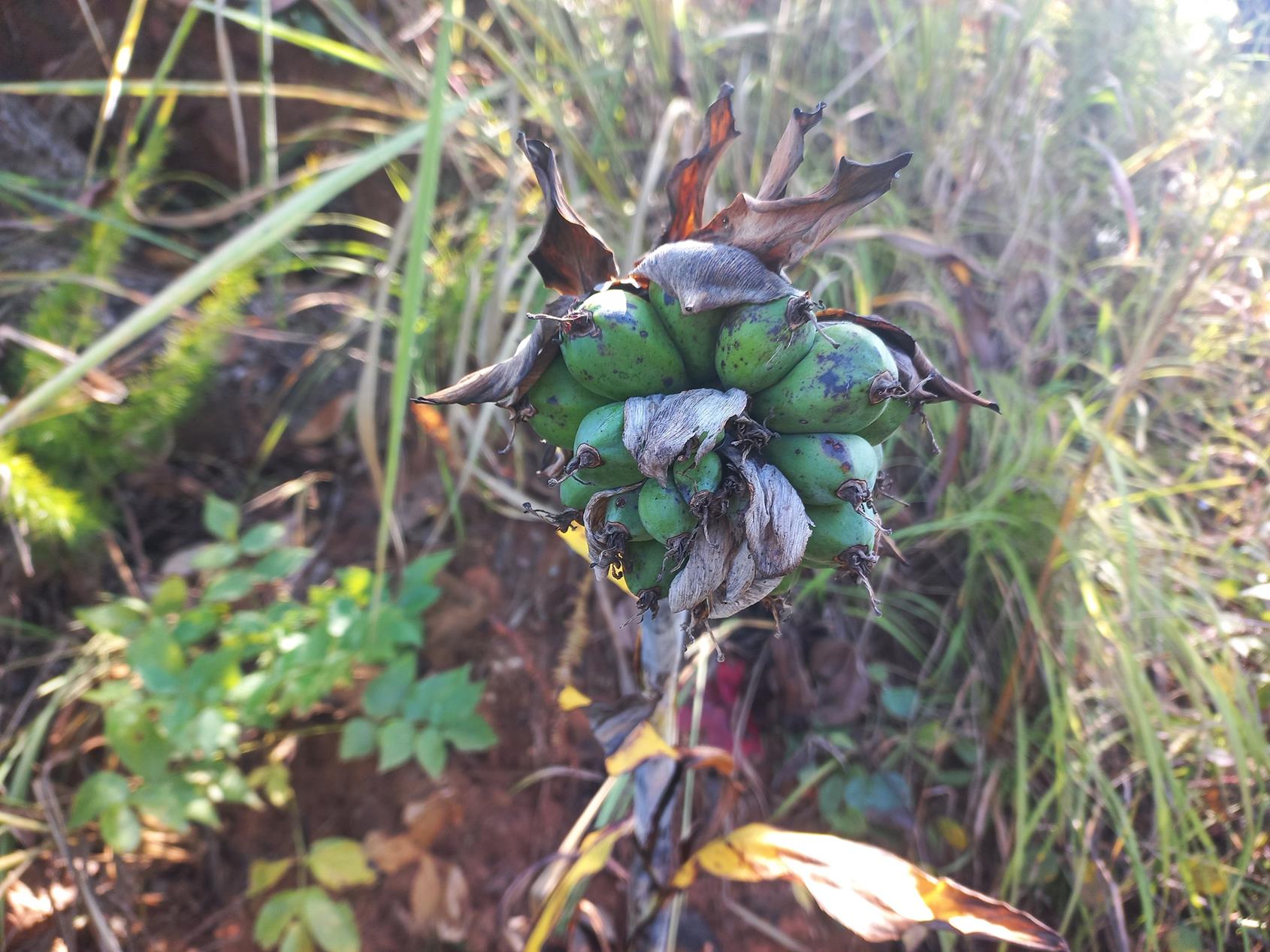 Ensete homblei Ensete homblei