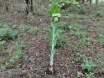Ensete homblei