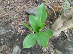 Ensete homblei