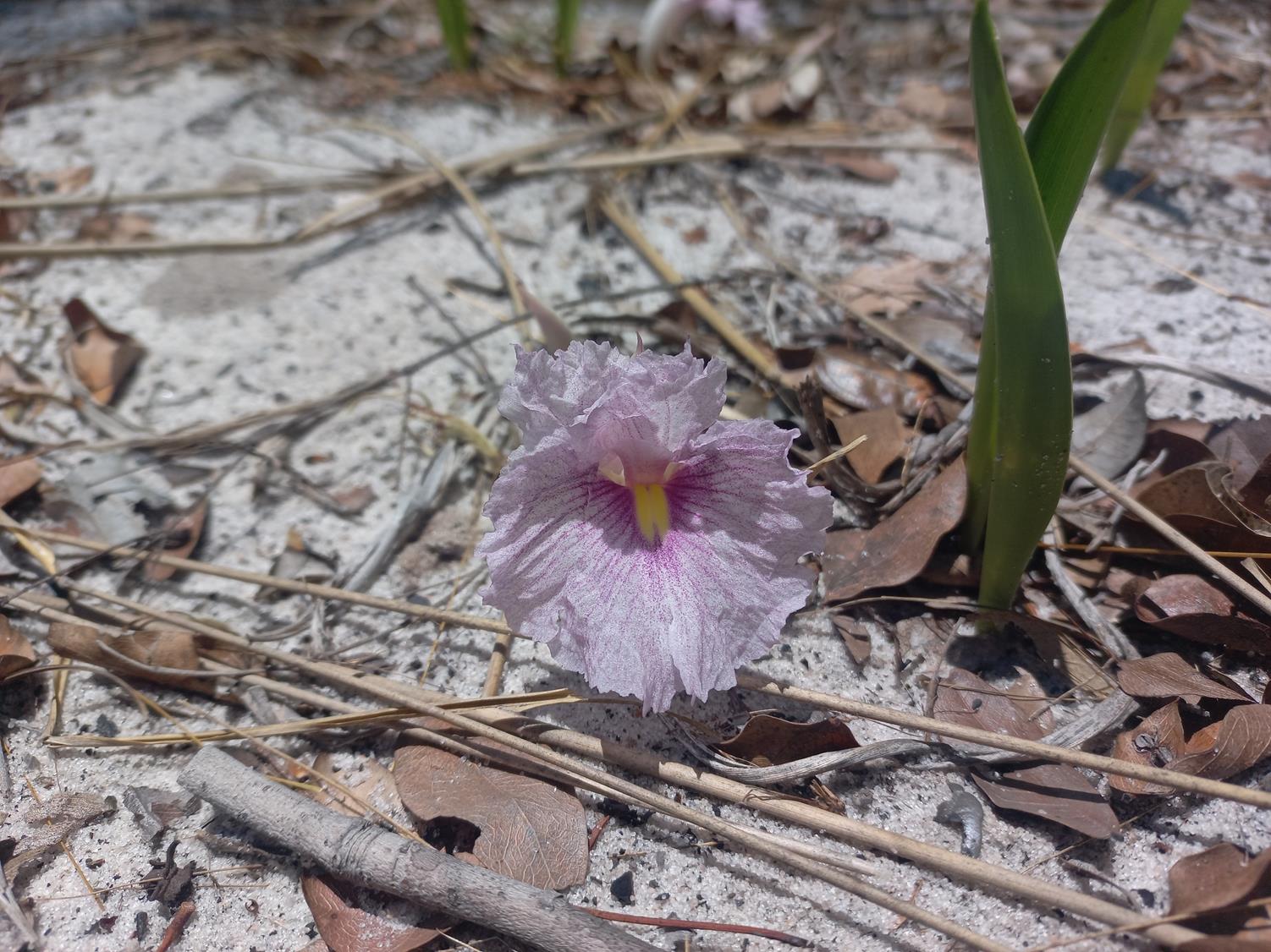 Siphonochilus puncticulatus Siphonochilus puncticulatus