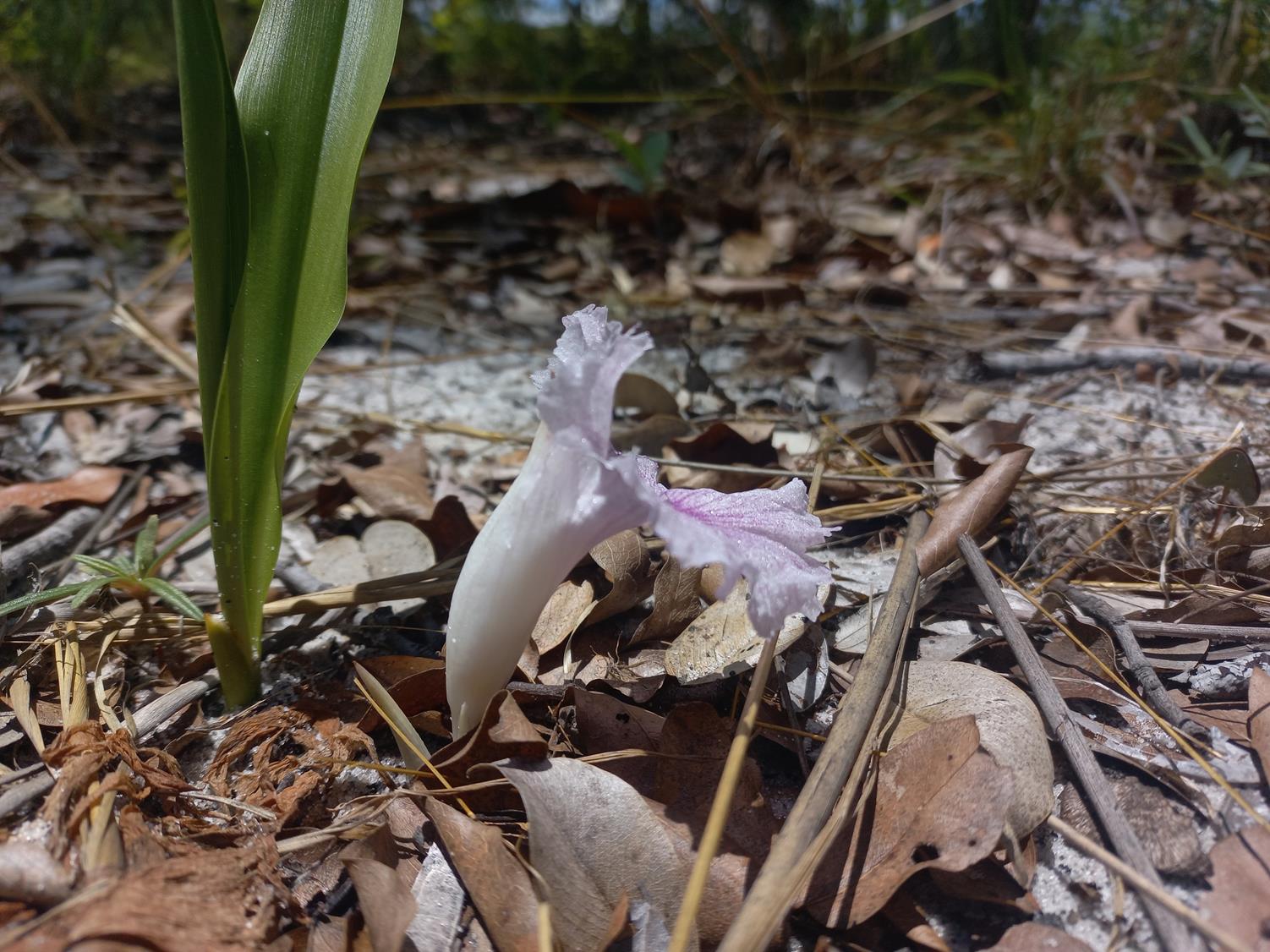 Siphonochilus puncticulatus Siphonochilus puncticulatus