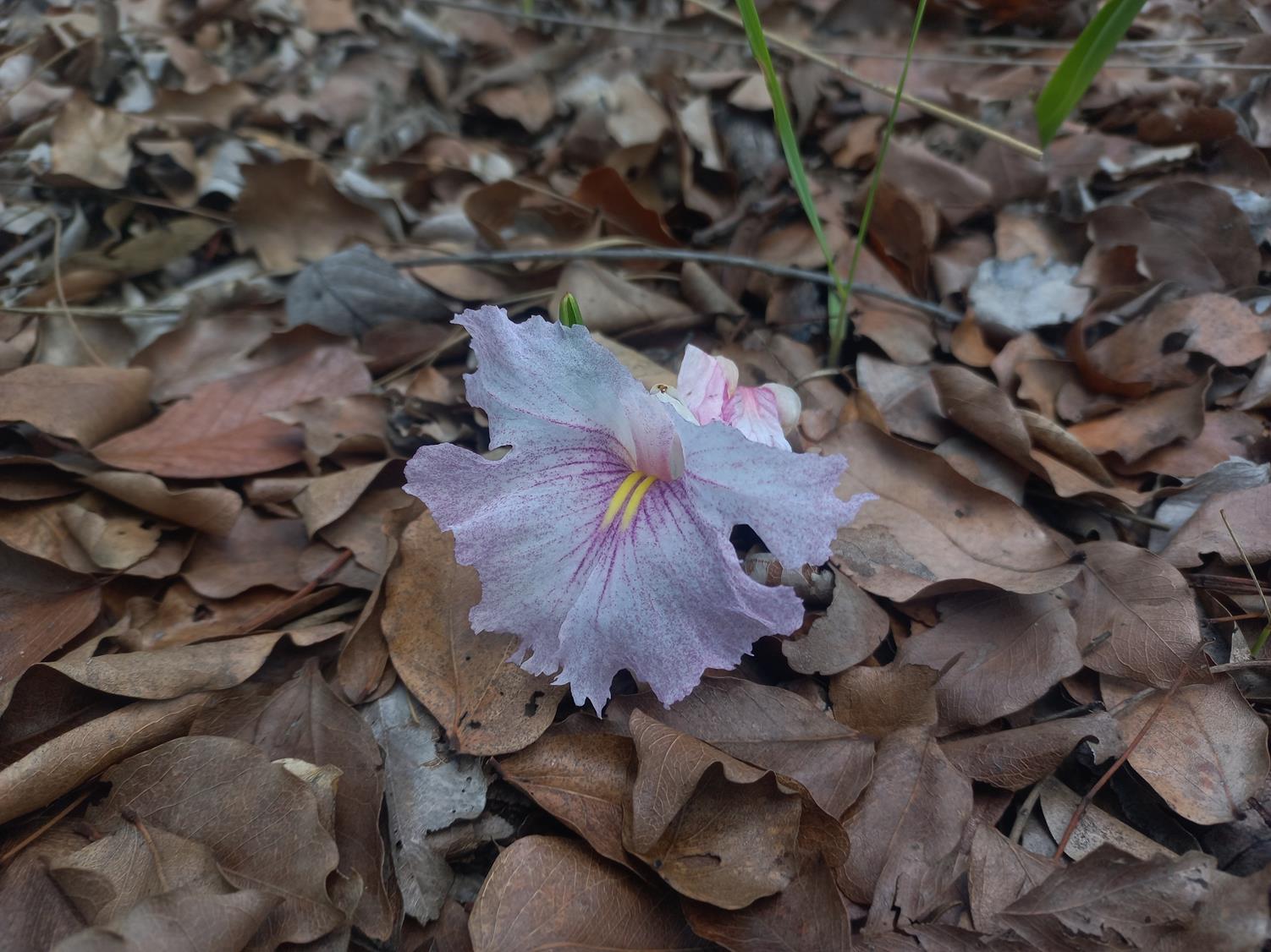 Siphonochilus puncticulatus Siphonochilus puncticulatus