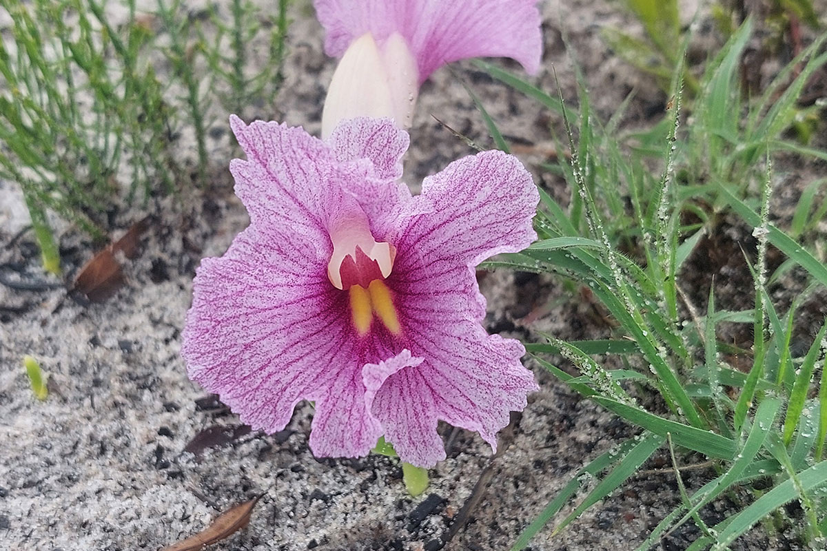 Siphonochilus puncticulatus Siphonochilus puncticulatus