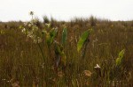 Limnophyton angolense