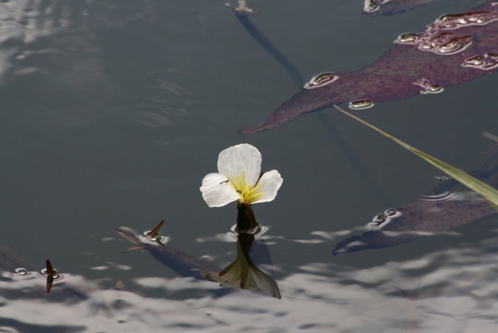 Ottelia verdickii