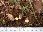 Cyanastrum johnstonii