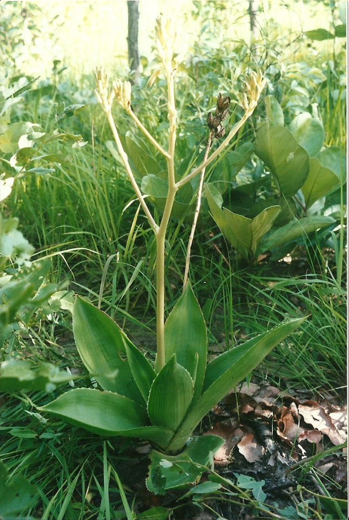 Aloe bulbicaulis Aloe bulbicaulis