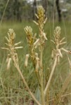 Aloe bulbicaulis