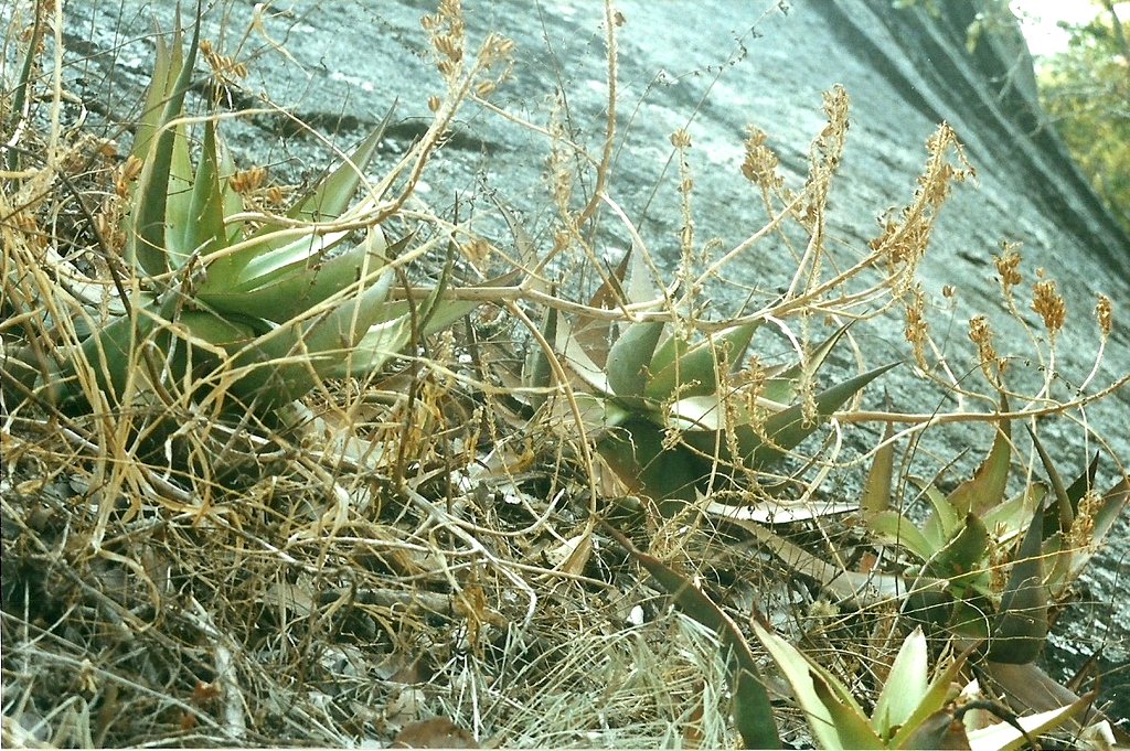 Aloe mzimbana Aloe mzimbana