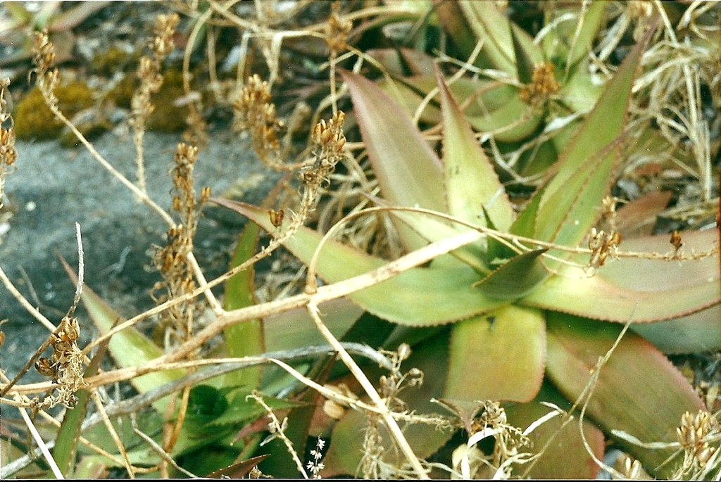 Aloe mzimbana Aloe mzimbana