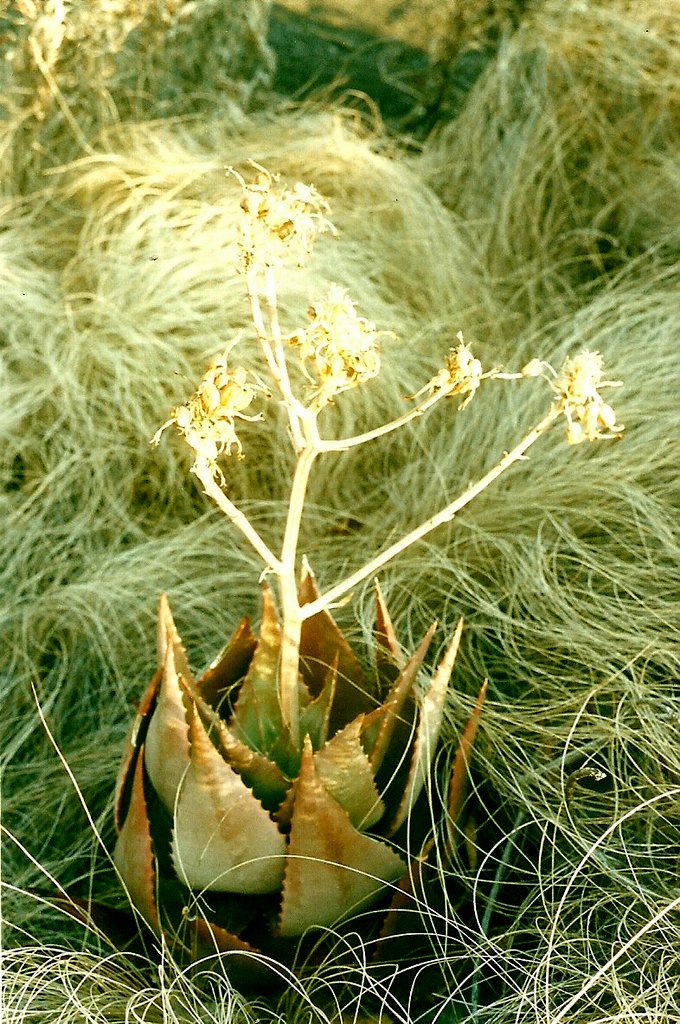 Aloe mzimbana Aloe mzimbana