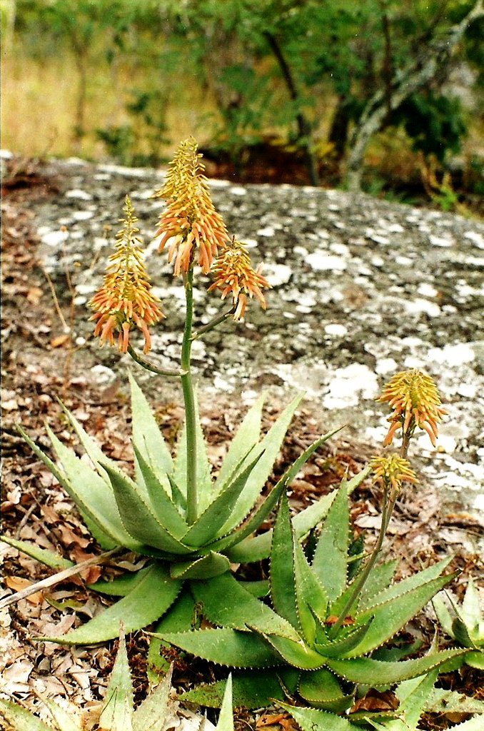 Aloe mzimbana Aloe mzimbana
