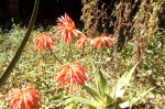 Aloe mzimbana