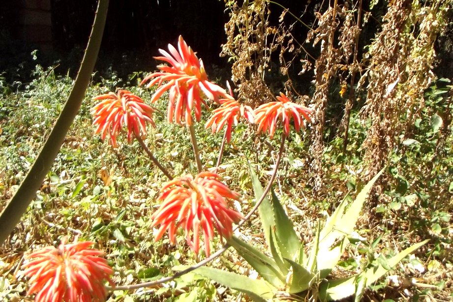 Aloe mzimbana