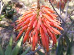 Aloe mzimbana