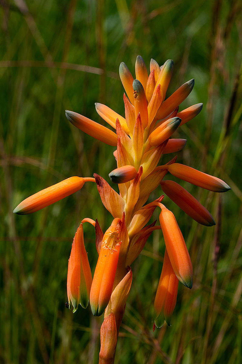Aloe nuttii