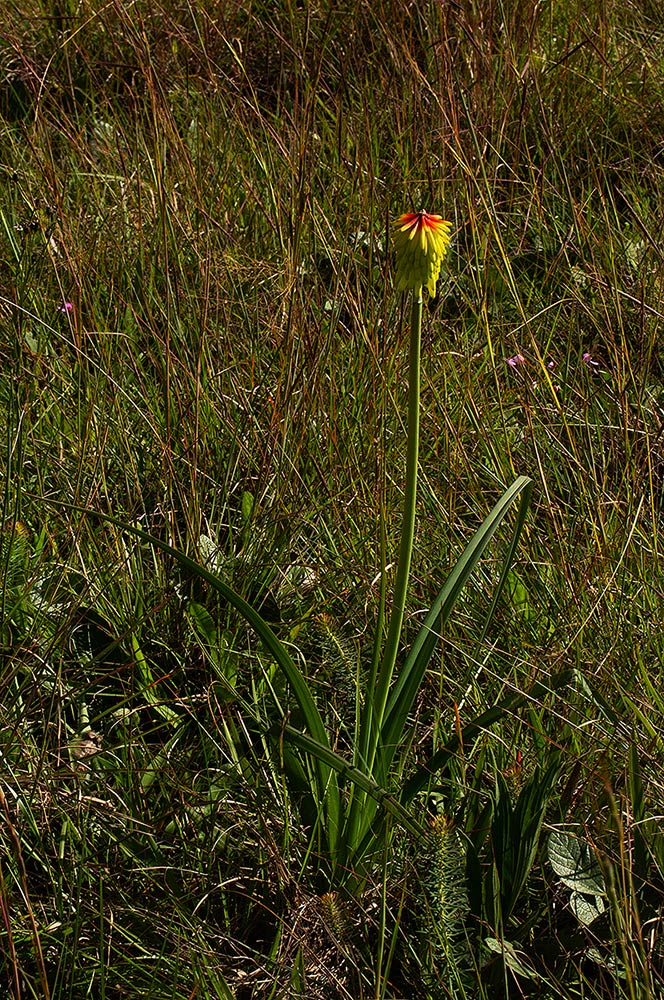 Kniphofia grantii Kniphofia grantii
