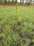 Kniphofia grantii