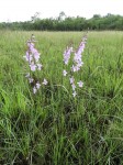 Gladiolus laxiflorus