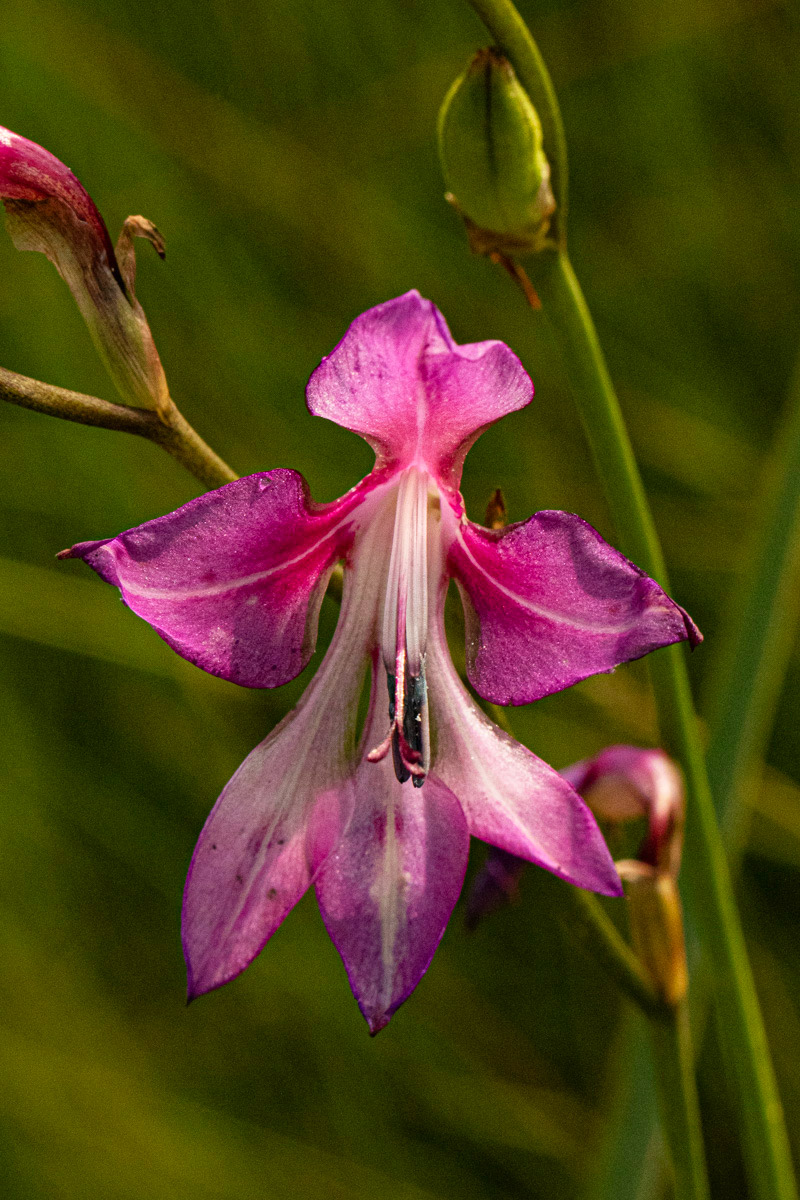 Gladiolus laxiflorus