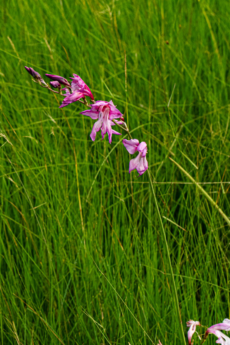 Gladiolus laxiflorus