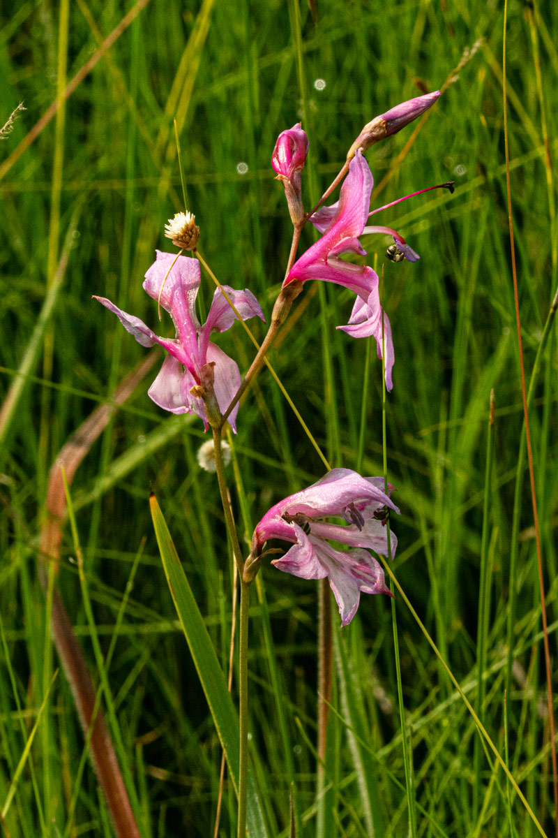 Gladiolus laxiflorus