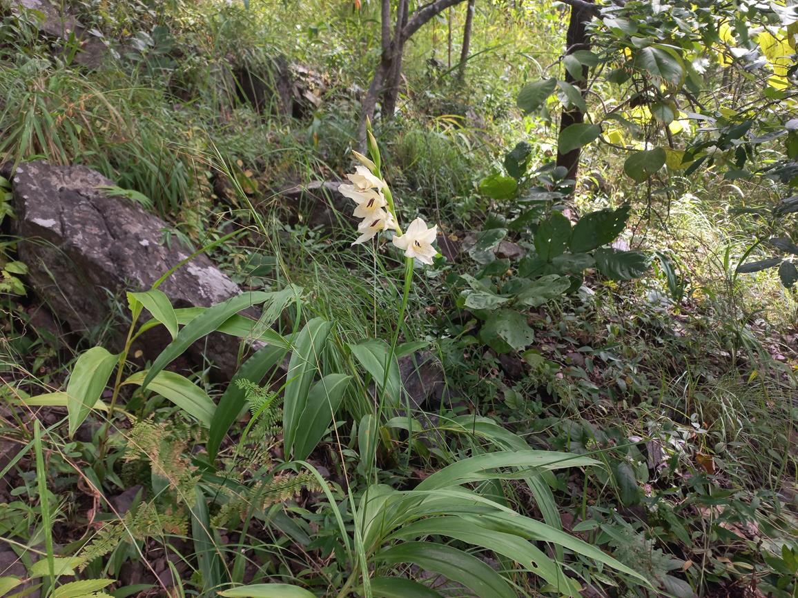 Gladiolus verdickii