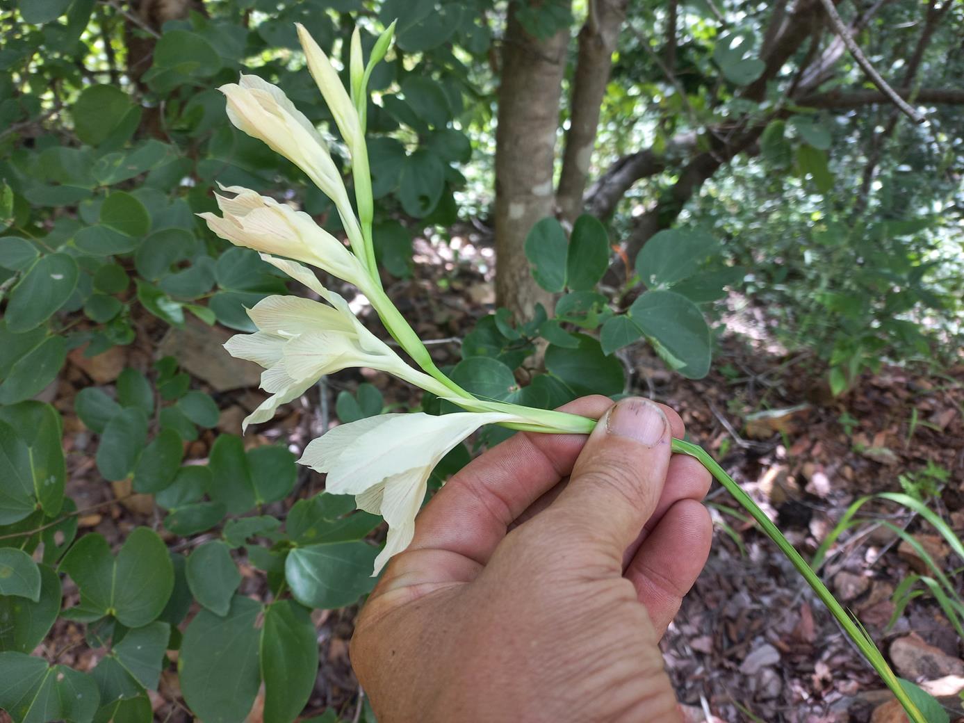 Gladiolus verdickii