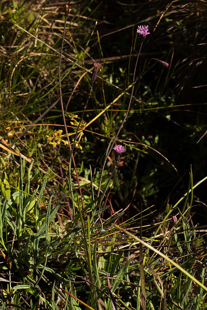 Emilia integrifolia