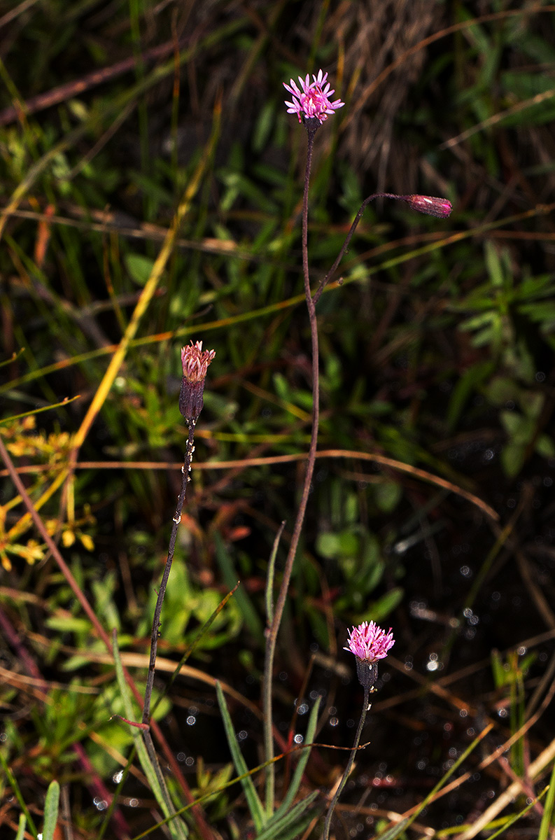 Emilia integrifolia