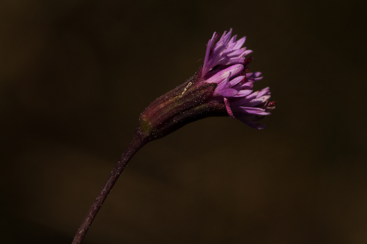 Emilia integrifolia