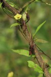 Xenostegia alatipes