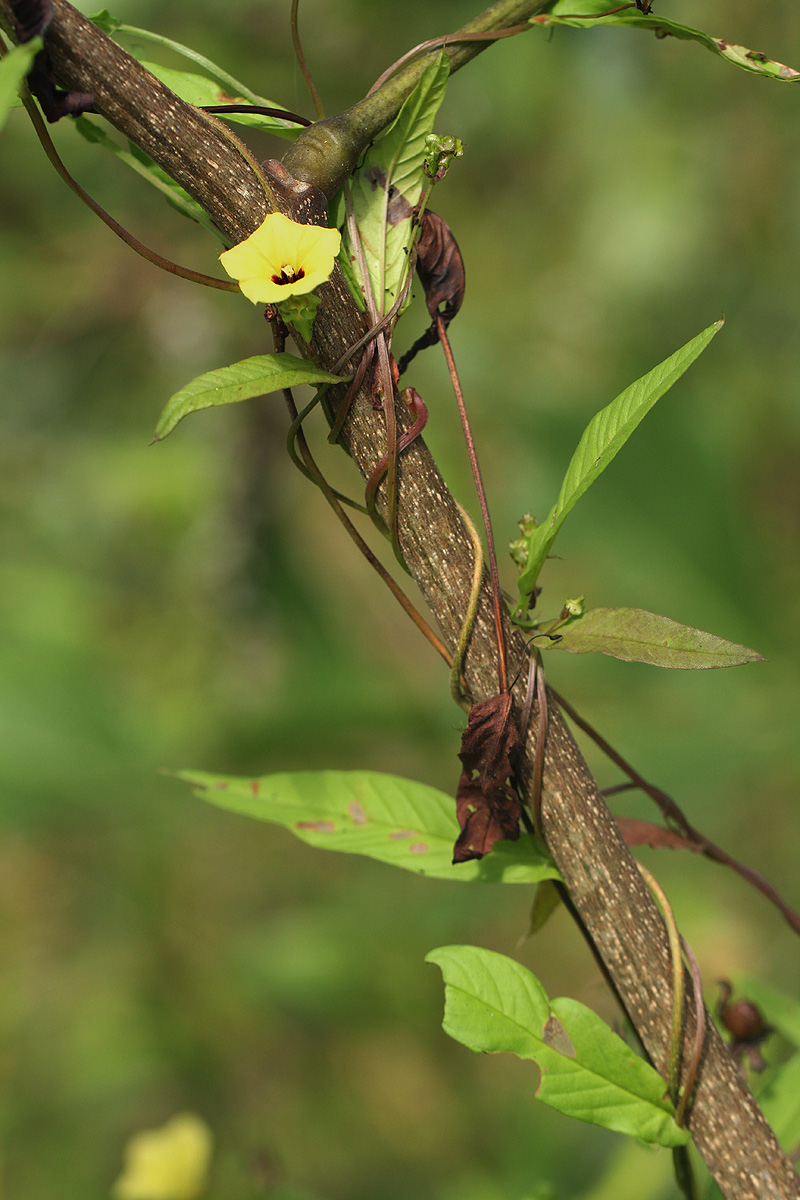 Xenostegia alatipes