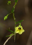 Xenostegia alatipes