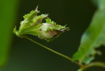 Xenostegia alatipes