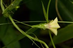 Xenostegia alatipes