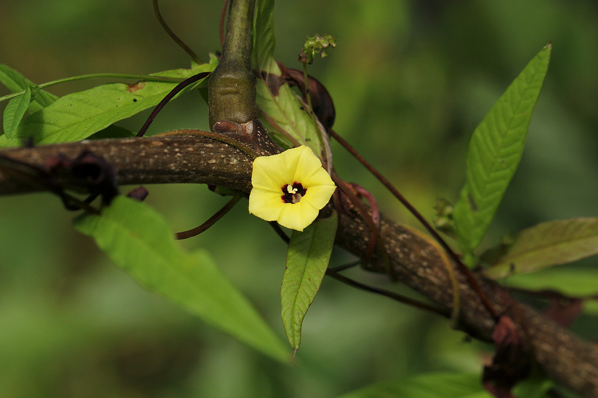 Xenostegia alatipes