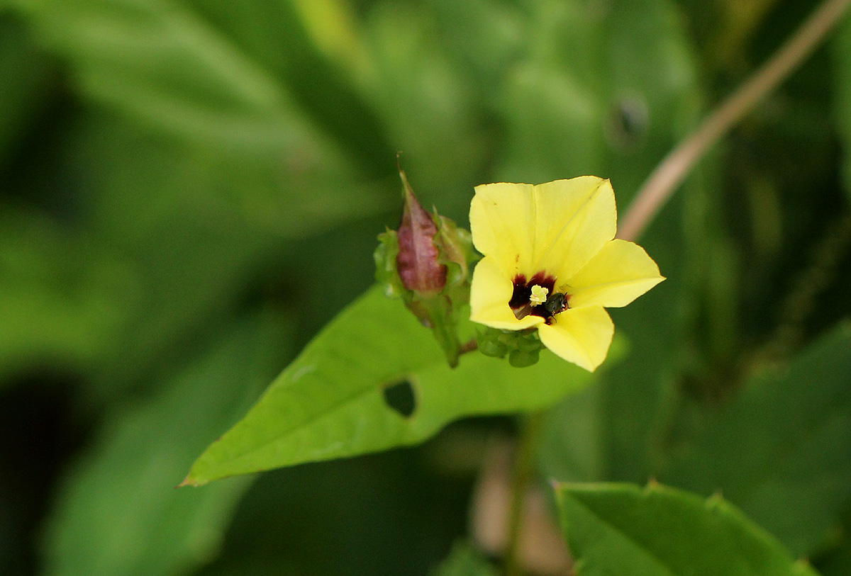 Xenostegia alatipes