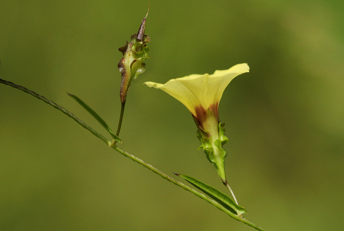 Xenostegia alatipes