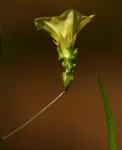 Xenostegia alatipes