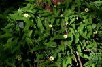 Xenostegia alatipes