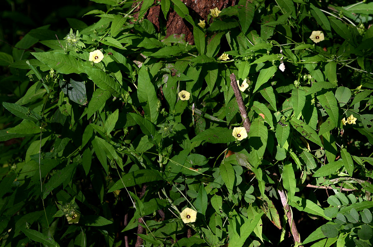 Xenostegia alatipes