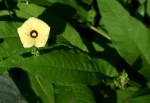 Xenostegia alatipes