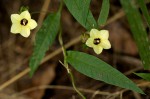 Xenostegia alatipes