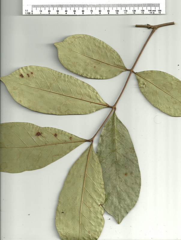 Anthonotha macrophylla 