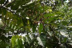 Anthonotha macrophylla 